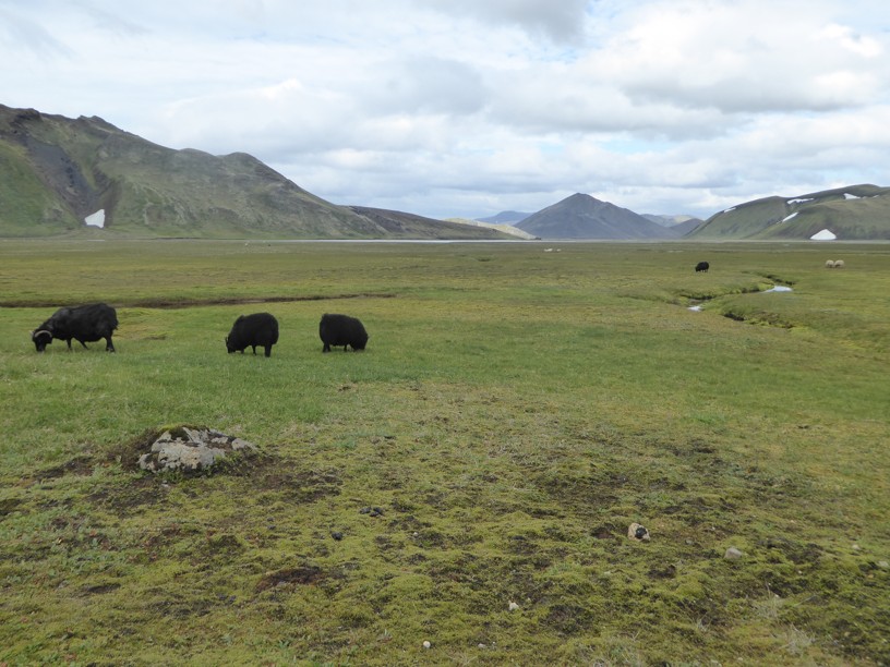 Z islandskej ovčej vlny sa vyrábajú tradičné svetre - lopapeysa.
