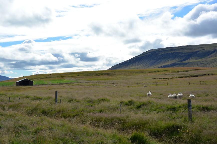Chystáte sa na Island? Na ovce tu narazíte doslova na každom kroku.