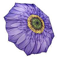Blooming Brollies Dámsky skladací plne automatický dáždnik Wisteria Daisy GFFWID