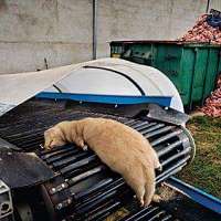 Je nutné nosiť v 21. storočí kožušiny?